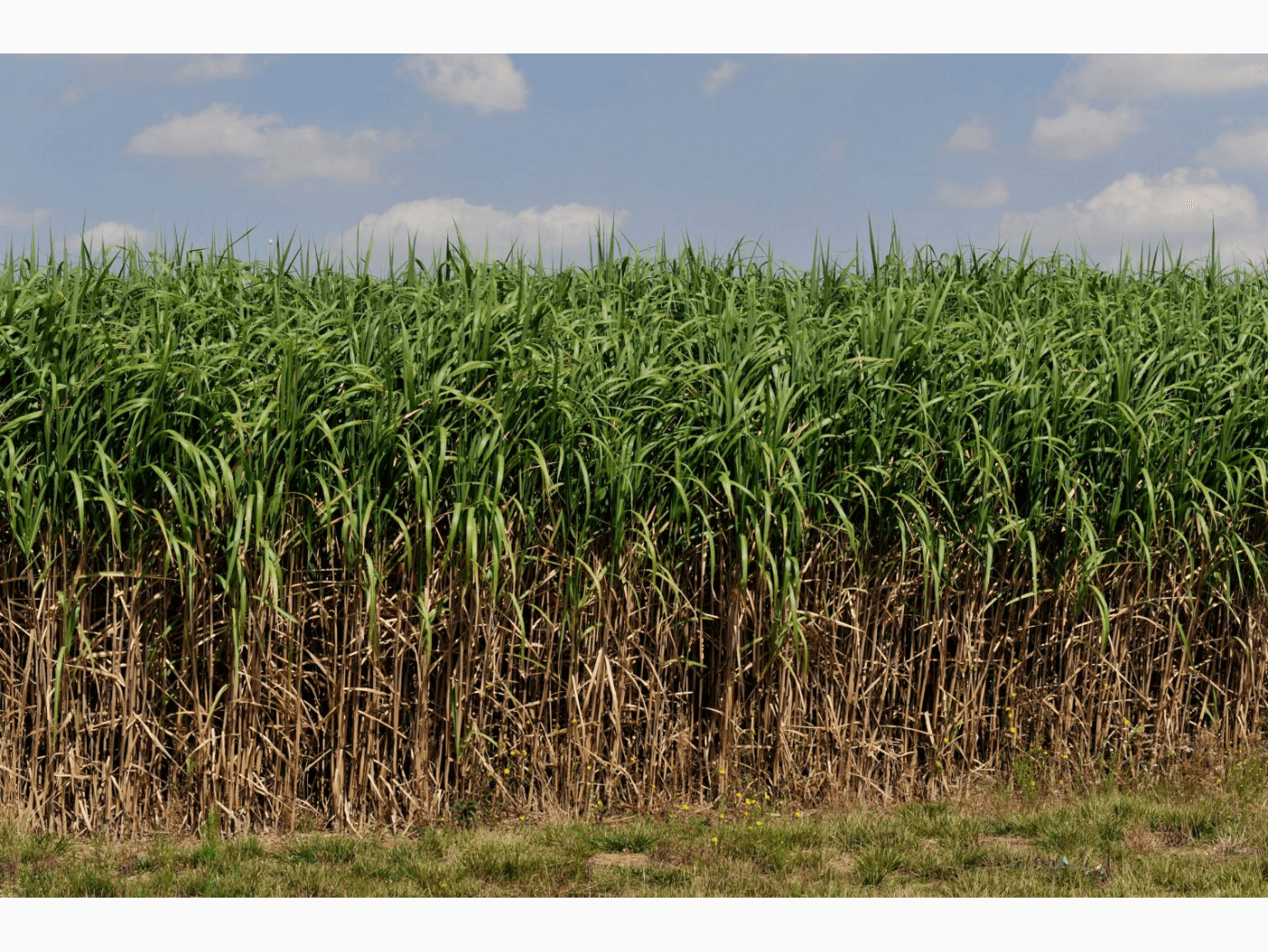 United Kingdom: Pioneering Research in Carbon Sequestration image 1
