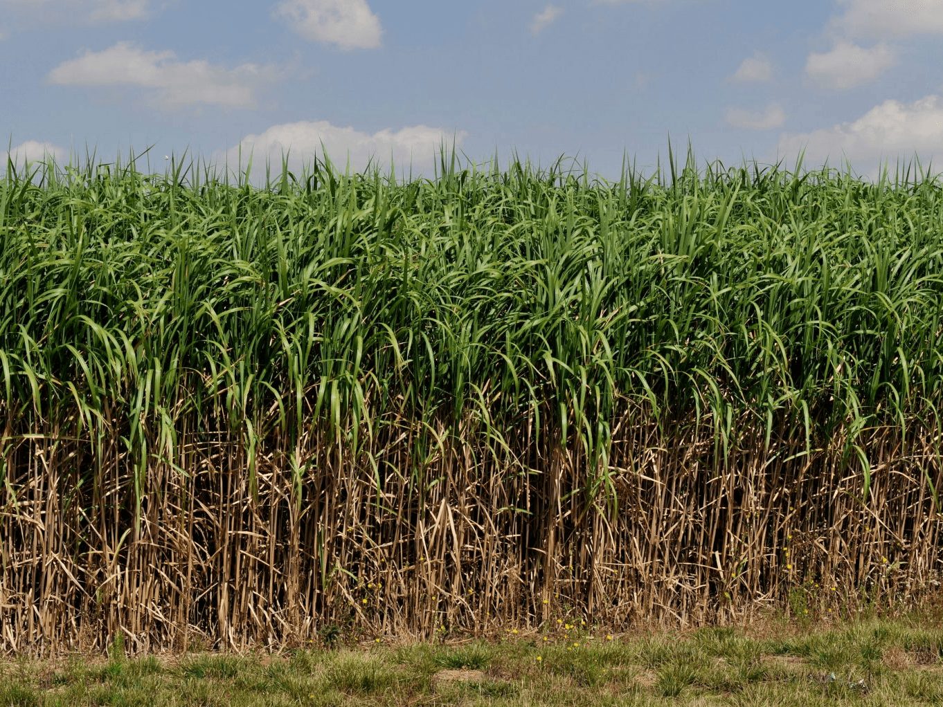 United Kingdom: Pioneering Research in Carbon Sequestration image 1
