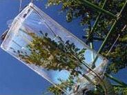 France: Plant Research with Branch Bag System image 1
