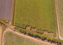 Australia: Sugarcane Soil Nutrient Monitoring image 2