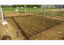 France: Dynamic Agrivoltaism image 3