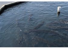 California: Monitoring Water Quality at a Recirculating Aquaculture Facility image 2
