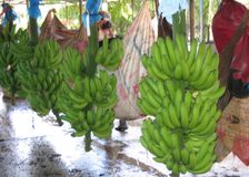 Costa Rica: Banana Production image 2