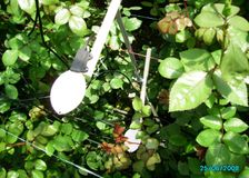 Colombia: Fighting Fungus on Roses image 2