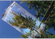 France: Plant Research with Branch Bag System image 1