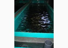 New Jersey: Trout Hatchery image 2