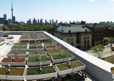 Ontario: Green Roofs image 2