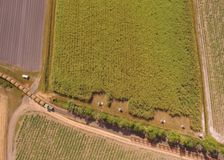 Australia: Sugarcane Soil Nutrient Monitoring image 2