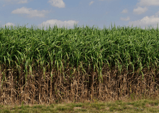 United Kingdom: Pioneering Research in Carbon Sequestration image 1