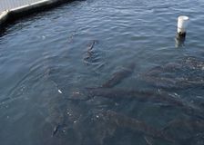 California: Monitoring Water Quality at a Recirculating Aquaculture Facility image 2