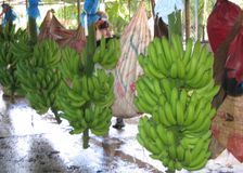 Costa Rica: Banana Production image 2