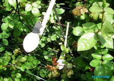 Colombia: Fighting Fungus on Roses image 2