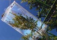 France: Plant Research with Branch Bag System image 1