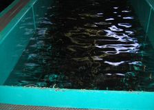 New Jersey: Trout Hatchery image 2