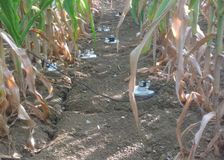 France: Studying Crop Yields image 1