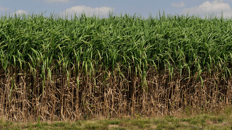 United Kingdom: Pioneering Research in Carbon Sequestration
