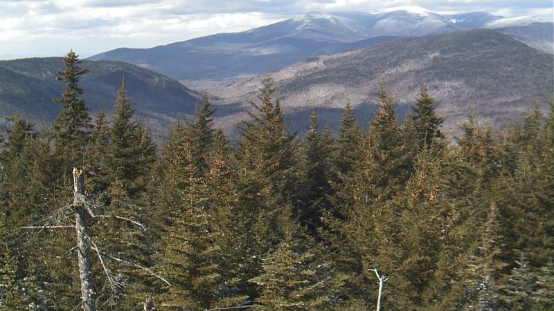 New Hampshire: Webcams in Forest